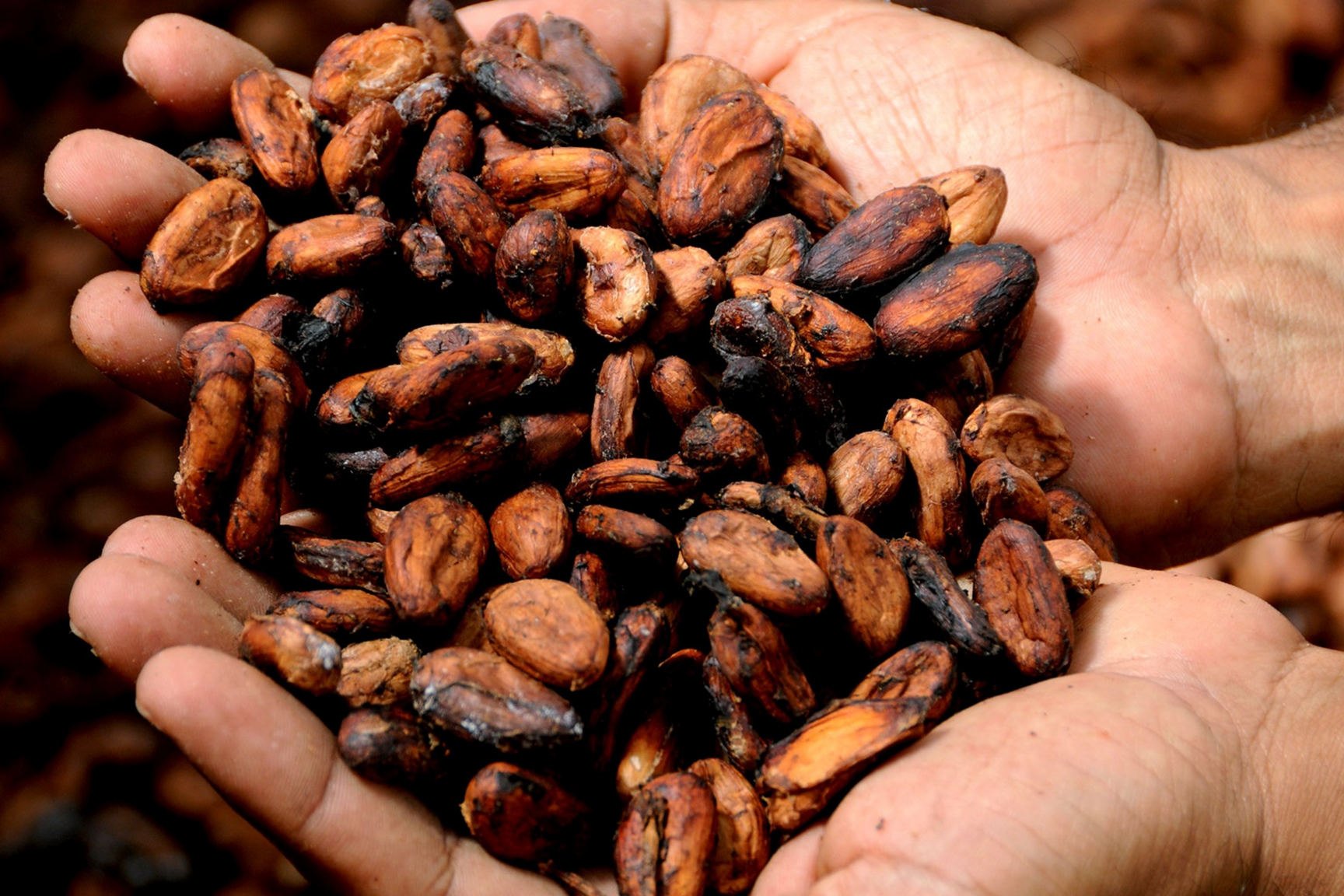 Health Benefits of Cacao: The Food of the Gods