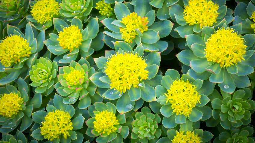 Rhodiola Rosea: Benefits of the Adaptogenic Golden Root