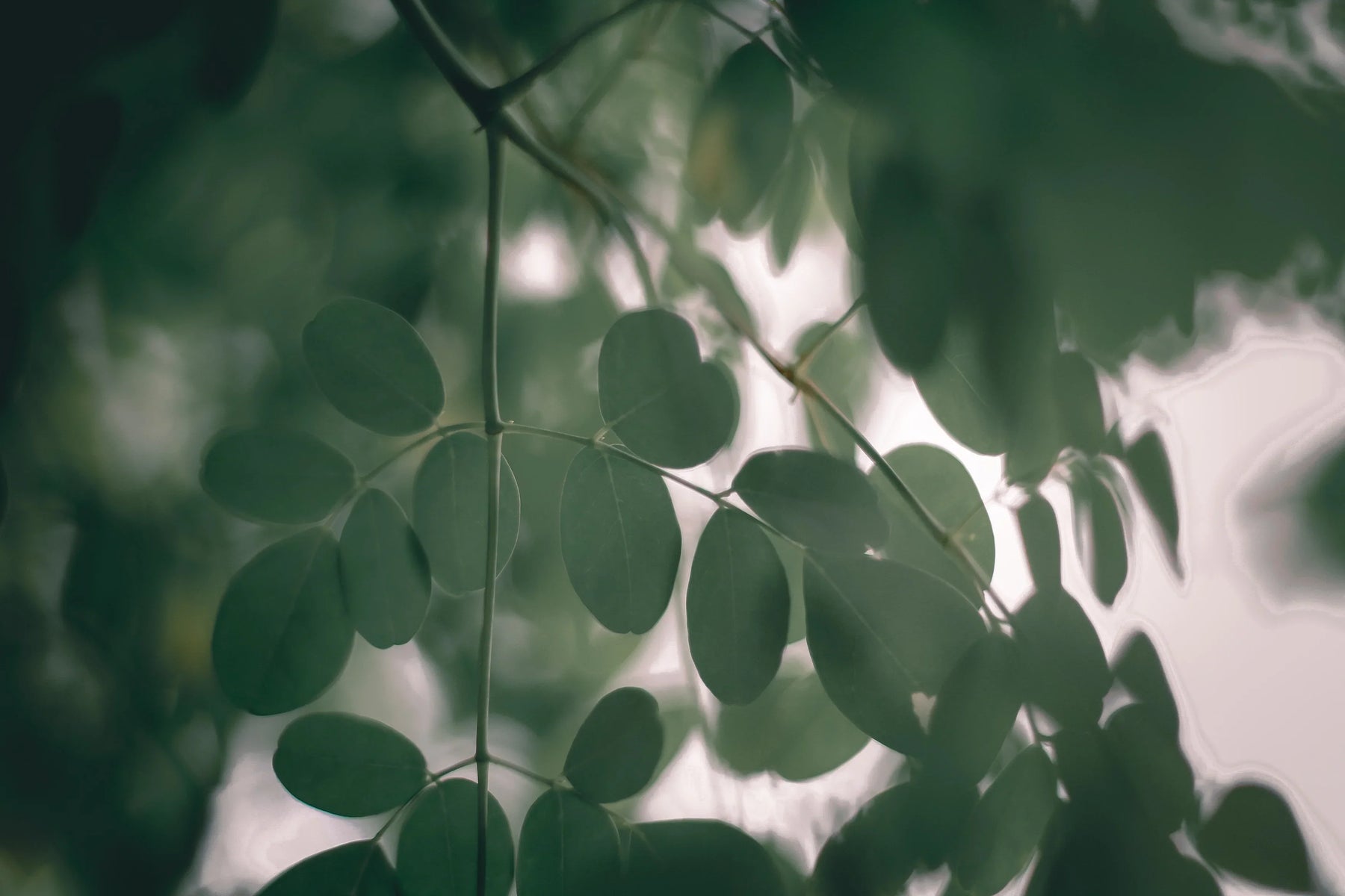 Moringa and Iron Claims: How To Read the Label