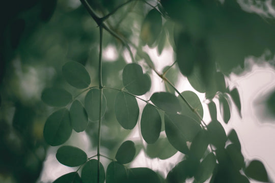 Moringa and Iron Claims: How To Read the Label
