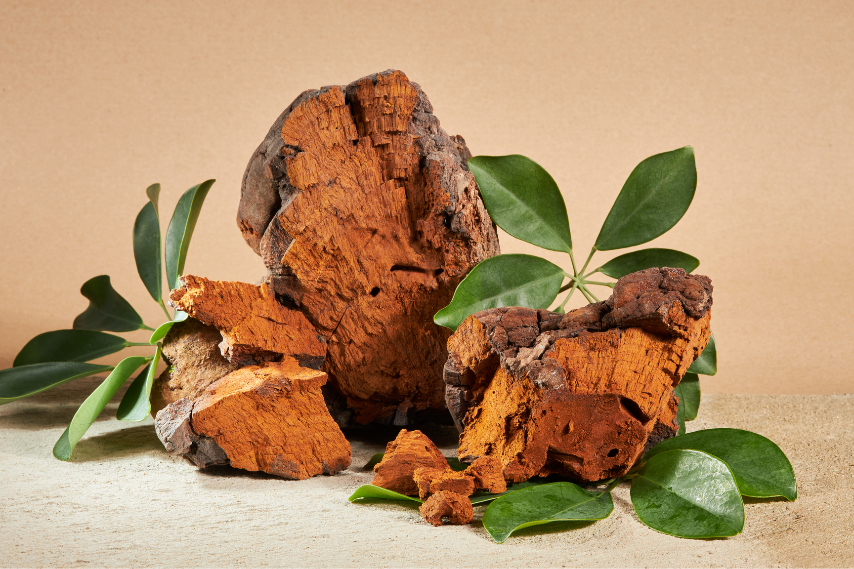 The Ultimate Guide: Benefits of Chaga Mushroom