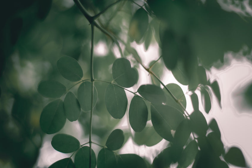 The Ultimate Guide to Moringa - The Miracle Tree