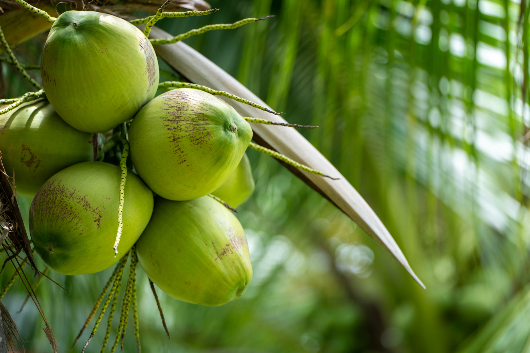 Coconut Water Benefits: Nature’s Ultimate Hydrator