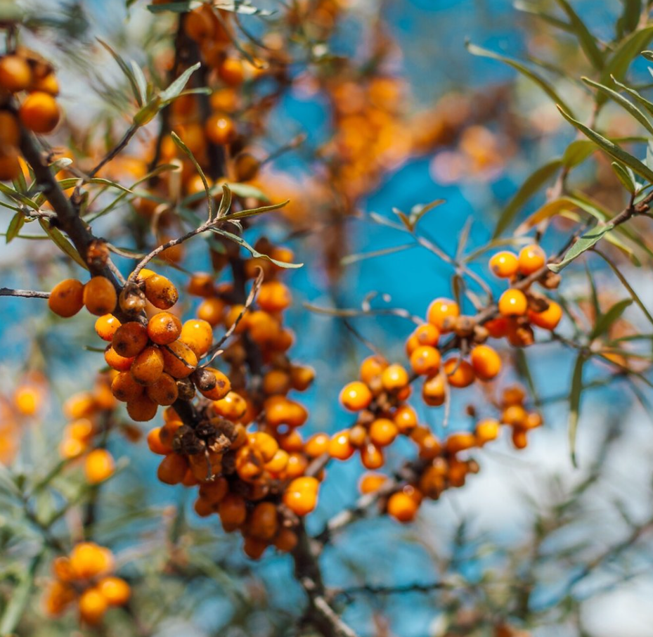 The Ultimate Guide to Using Sea Buckthorn Berry