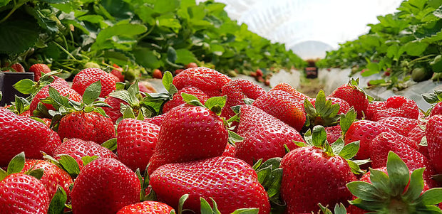 ORGANIC STRAWBERRY