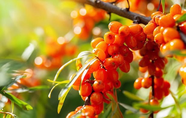 ORGANIC SEA BUCKTHORN BERRY