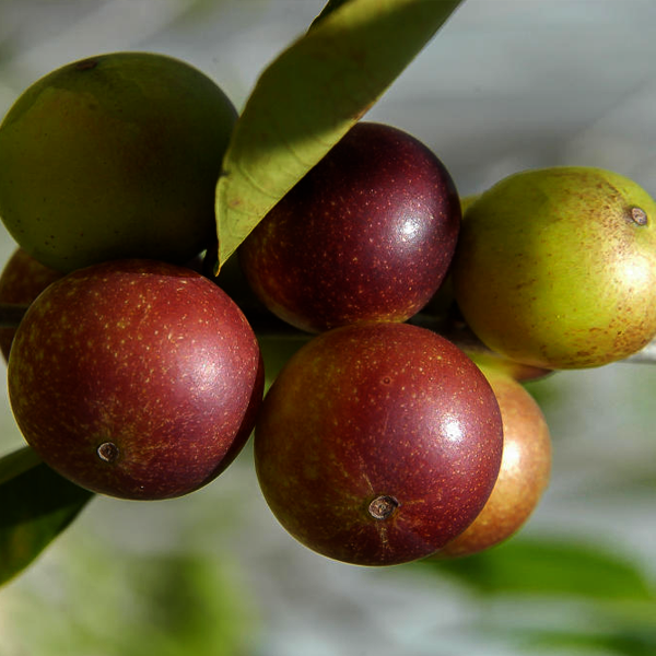 ORGANIC CAMU CAMU